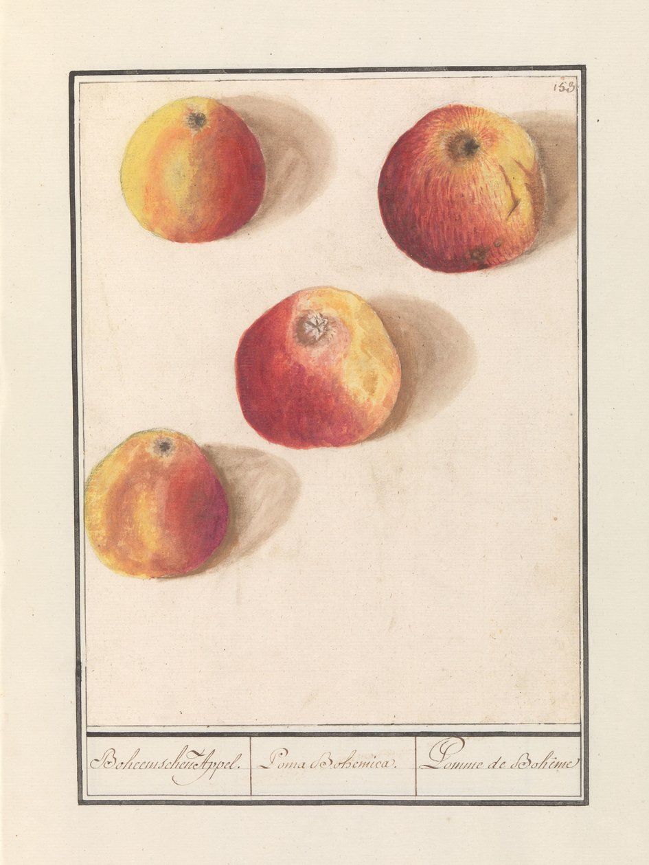 التفاح (مالوس دوميستيكا) نداء البوهيمي. / بوما بوهيميكا. / Pomme de Bohême (العنوان على الكائن) بواسطة Anselmus Boëtius de Boodt