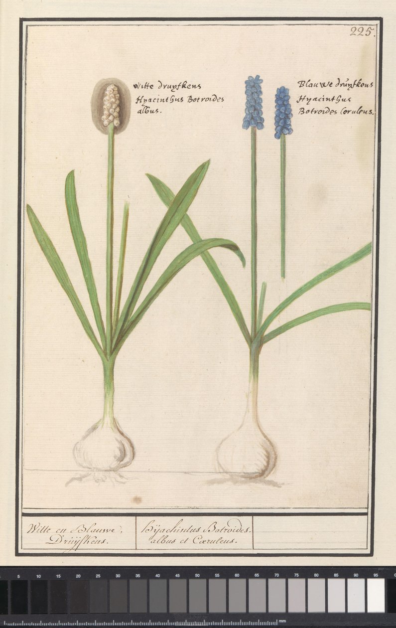زنابق العنب (Muscari Botryoides) العنب الأبيض والأزرق. / Dhijachintus Botroides. albus et coeruleus (العنوان على الكائن) بواسطة Anselmus Boëtius de Boodt