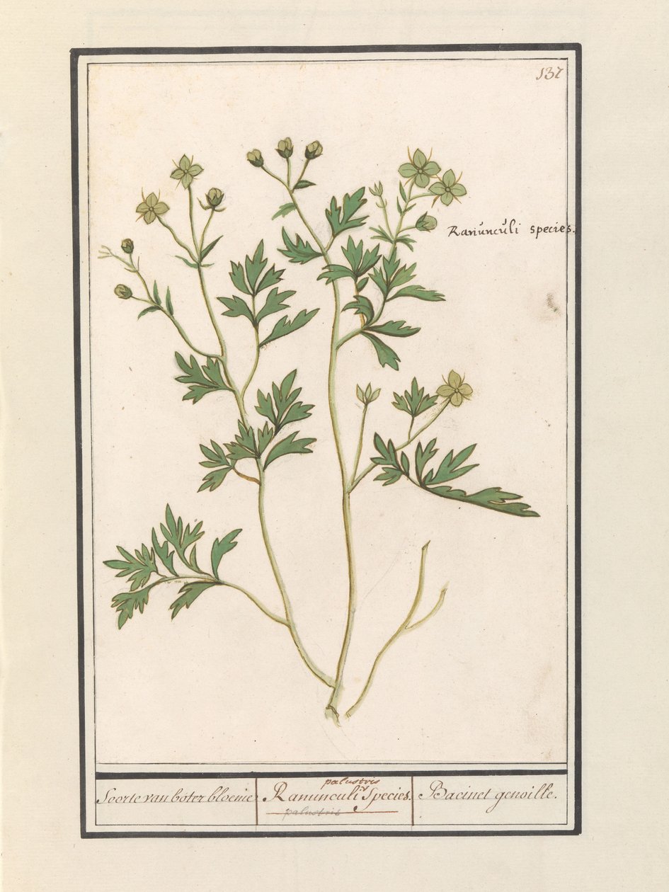 الحوذان (حوذان) أنواع الحوذان / Ranunculi palustris الأنواع. / Bacinet genoille. (العنوان على الكائن) بواسطة Anselmus Boëtius de Boodt