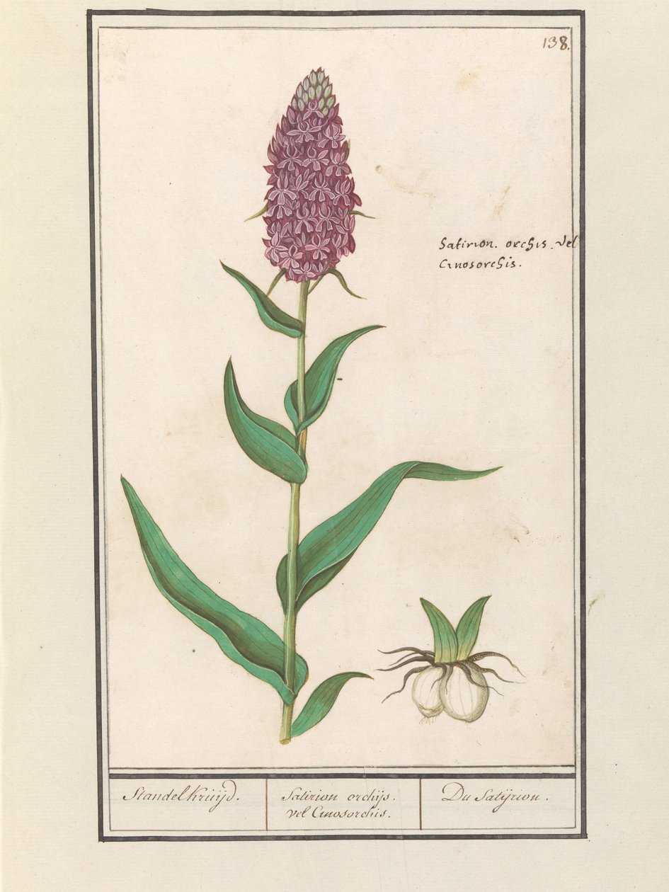أوركيس واسع (Dactylorhiza majalis) Standelcruijd. / بساتين الفاكهة الساترية أو سينوسورشيس. / ساتجريون. (العنوان على الكائن) بواسطة Anselmus Boëtius de Boodt