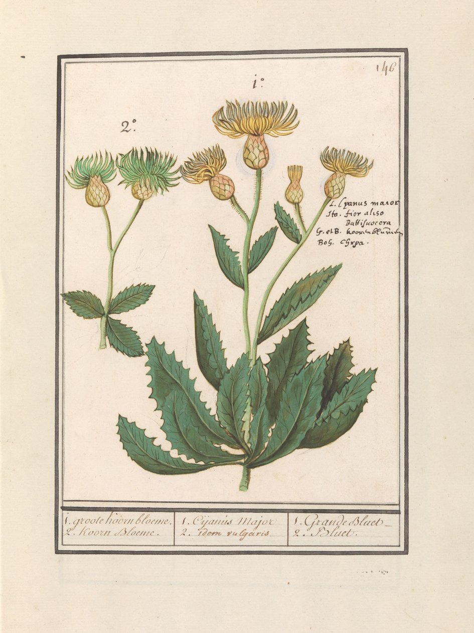 قنطورس (قنطورس) 1. زهرة ذرة كبيرة. 2. كورن بلوم. / 1. Cijanus Major / 2. idem vulgaris. / 1. غراندي بلو. / 2. Bluet. (العنوان على الكائن) بواسطة Anselmus Boëtius de Boodt