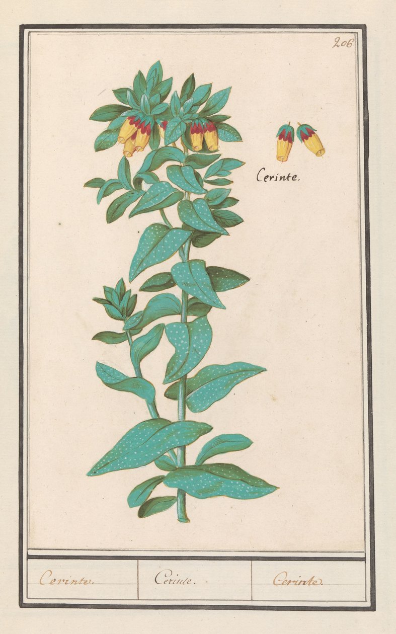Cerinthe (Cerinthe major) متطلبات. / متطلبات. / متطلبات. (العنوان على الكائن) بواسطة Anselmus Boëtius de Boodt