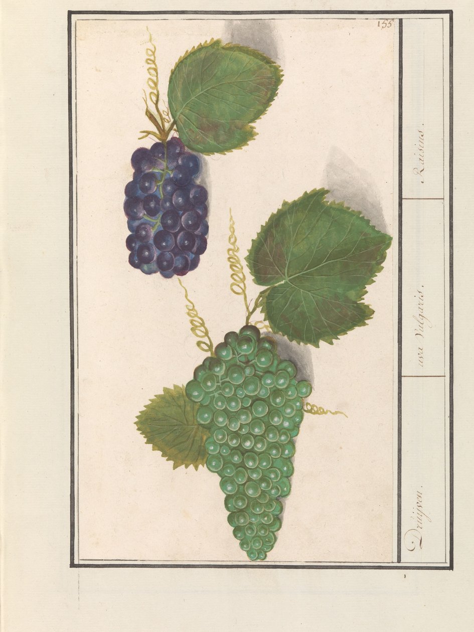 دريف (فيتيس فينيفيرا) درويفين. / uva Vulgaris. / الزبيب (العنوان على الكائن) بواسطة Anselmus Boëtius de Boodt