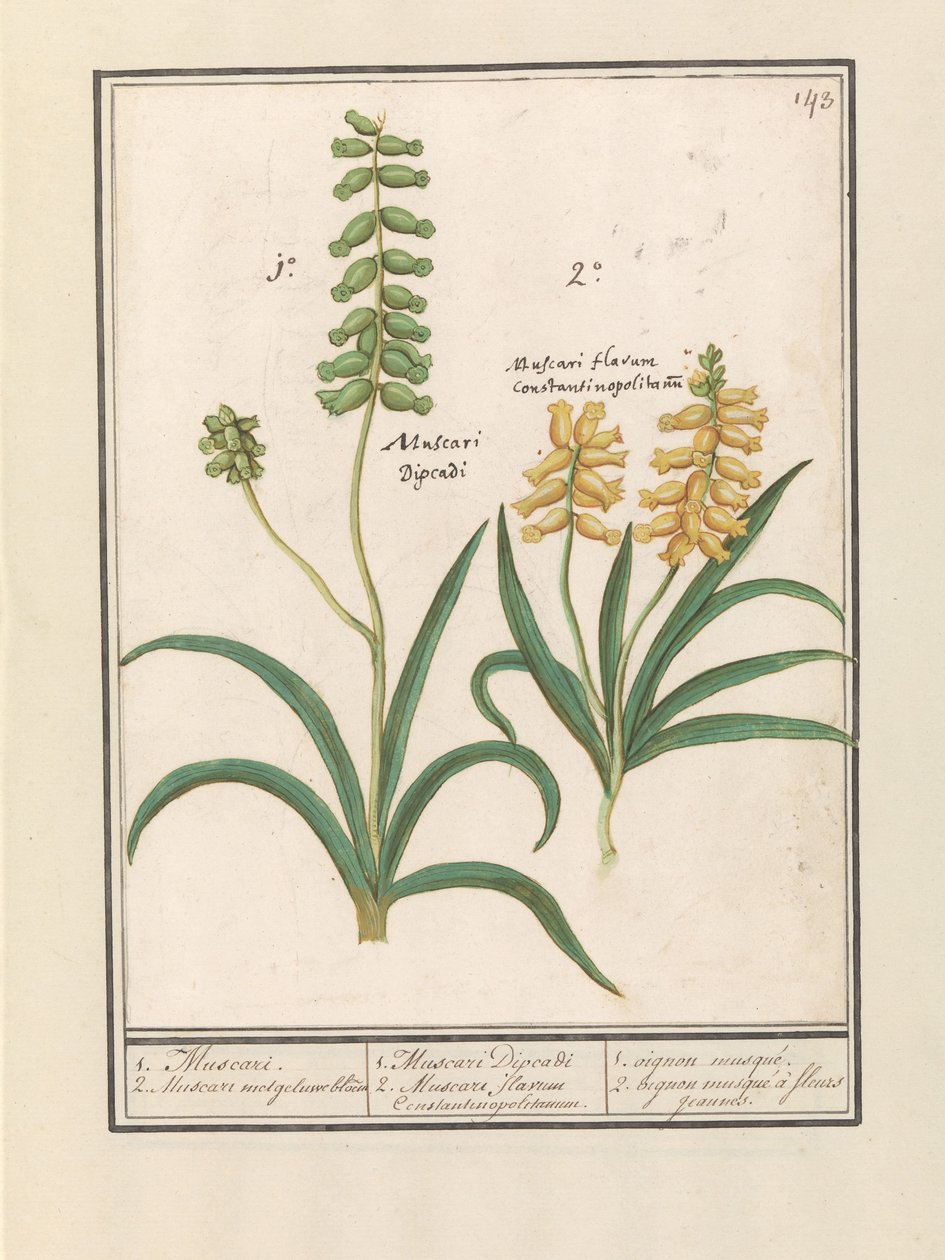 درويفياسنث (موسكاري) 1. مسكاري. 2. Muscari مع جلوي bloem / 1. Muscari Decadi 2. Muscari Slavium Constantinopolitanium. / 1. جوزة الطيب. 2. الثوم المعمر المزهرة الصفراء (العنوان على الكائن) بواسطة Anselmus Boëtius de Boodt