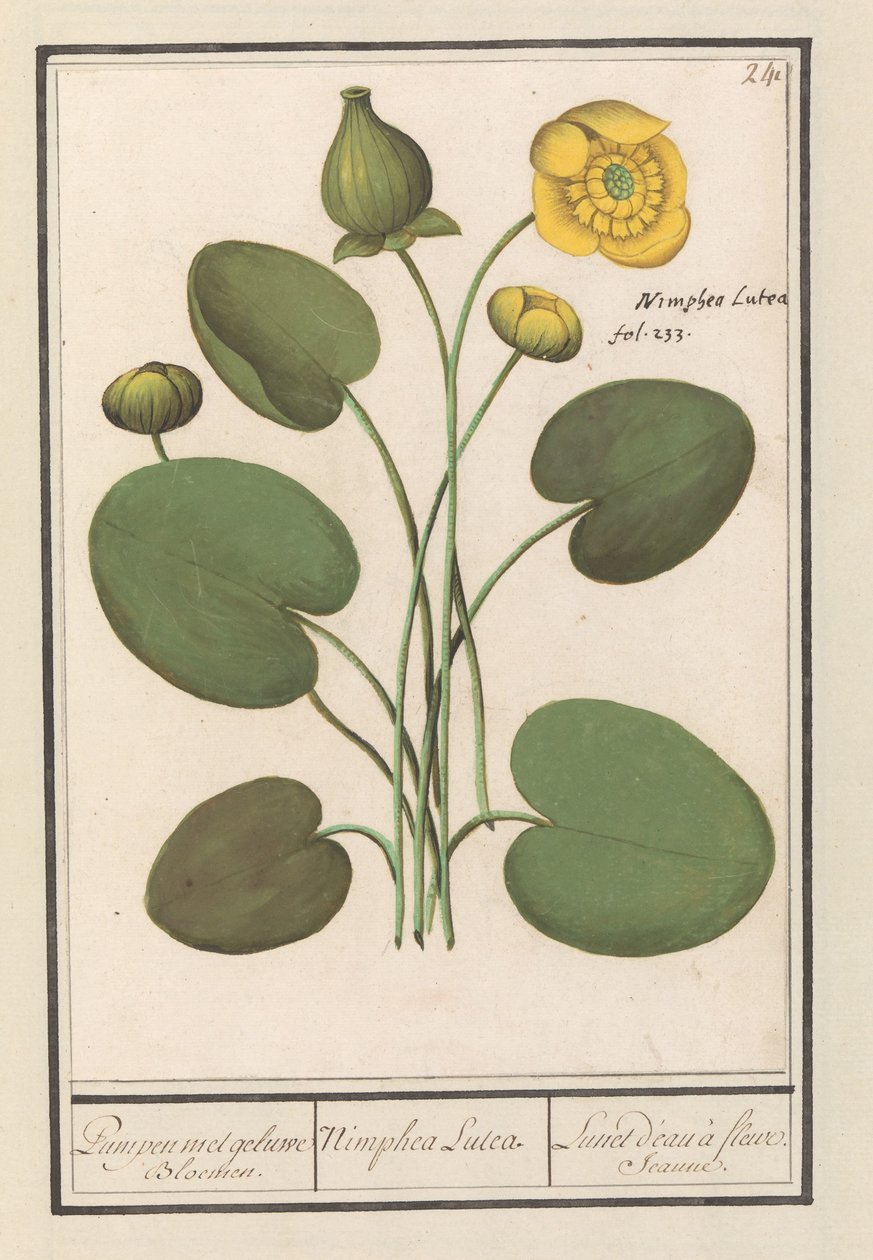 مقطوع أصفر (Nuphar lutea) ضخ الزهور الصفراء. / نيمفيا لوتيا. / Lunet d