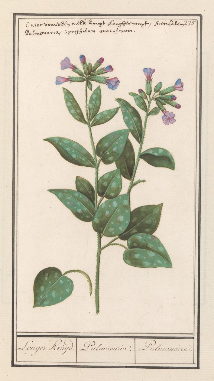 حشيشة الرئة المبقعة (Pulmonaria officinalis) يعد عشب. / الرئة. / الرئة. (العنوان على العنصر) بواسطة Anselmus Boëtius de Boodt
