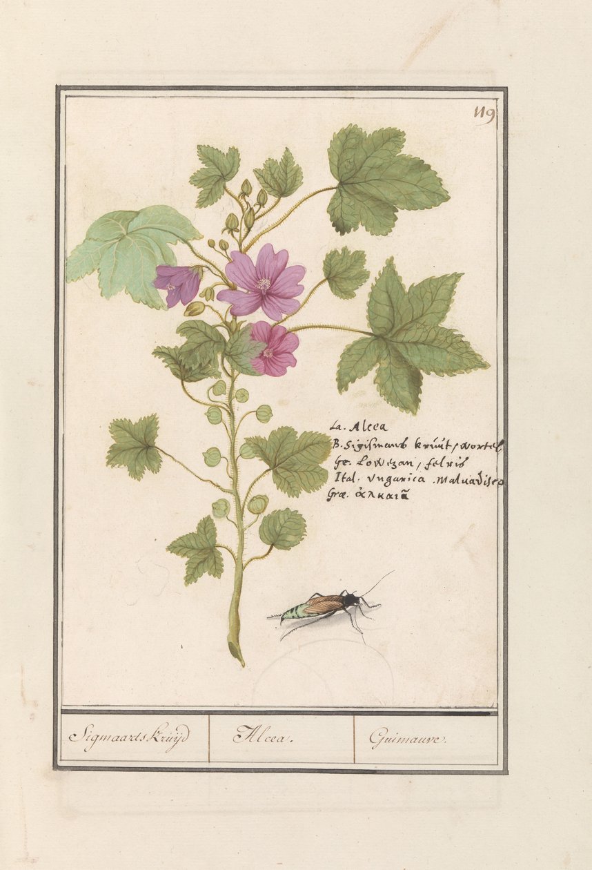 الملوخية الكبيرة (Malva sylvestris) عشب سيجمارد / ألسيا. / Guimauvre. (العنوان على العنصر) بواسطة Anselmus Boëtius de Boodt