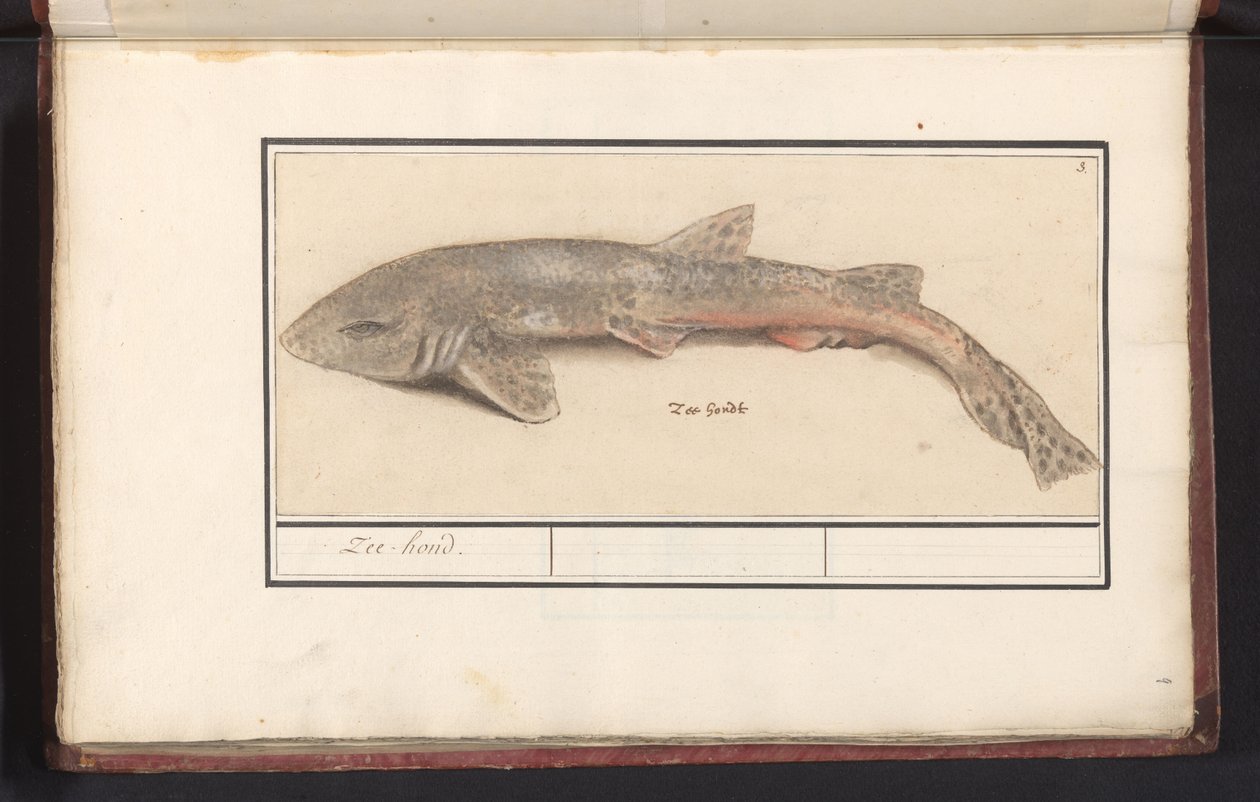 كلب البحر (Scyliorhinus canicula) كلب البحر (العنوان على الكائن) بواسطة Anselmus Boëtius de Boodt