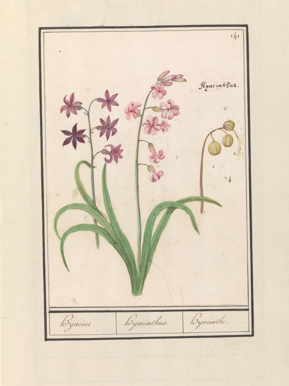 صفير (صفير شرقي) حجازين / صفير / صفير (العنوان على الكائن) بواسطة Anselmus Boëtius de Boodt
