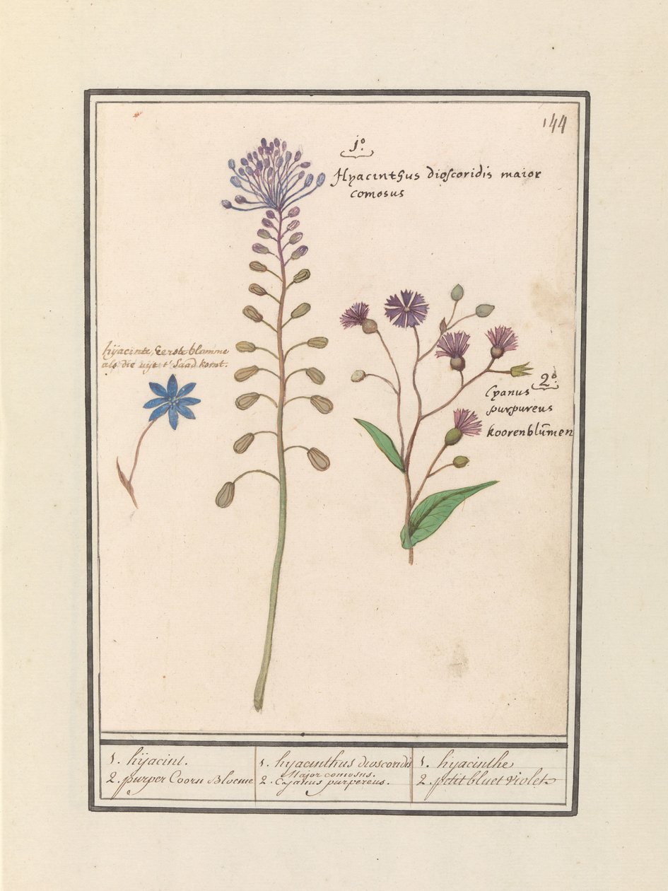 Kuifhyacint (Muscari comosum) en korenbloem (Centaurie) 1. الاختطاف 2. زهر قرني أرجواني / 1. ديوسكوريدات صفير. عمدة وسيم. 2. الكاجانوس الأرجواني. / 1.الصفير 2. البنفسجي الصغير (العنوان على الجسم) بواسطة Anselmus Boëtius de Boodt