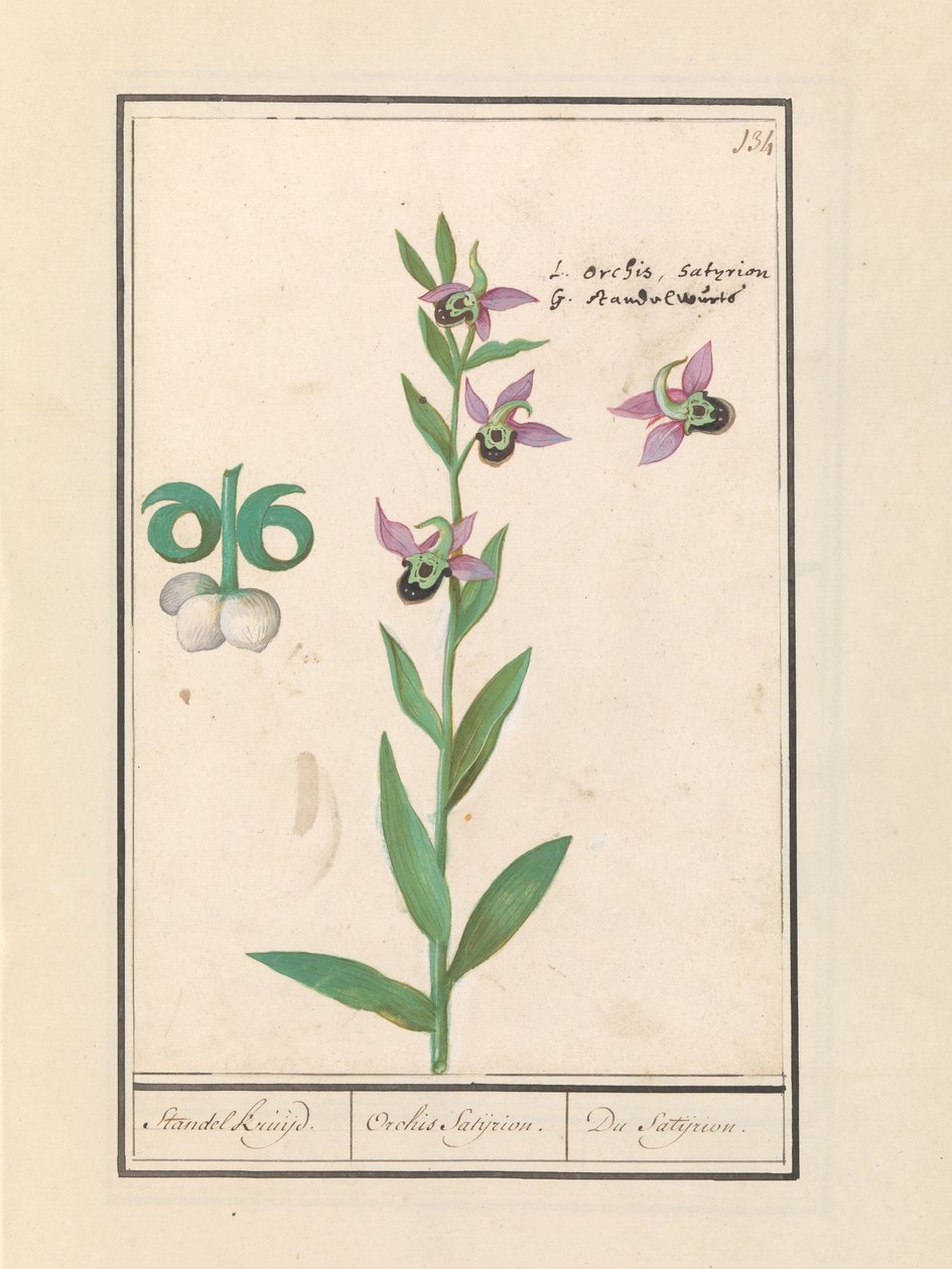 يضحك بأوركيد بامبلبي (Ophrys bombyliflora) وشقائق النعمان (شقائق النعمان) | يضحك بامبلبي أوركيد (Ophrys bombyliflora) يضحك بامبلبي أوركيد (Ophrys bombyliflora) بواسطة Anselmus Boëtius de Boodt
