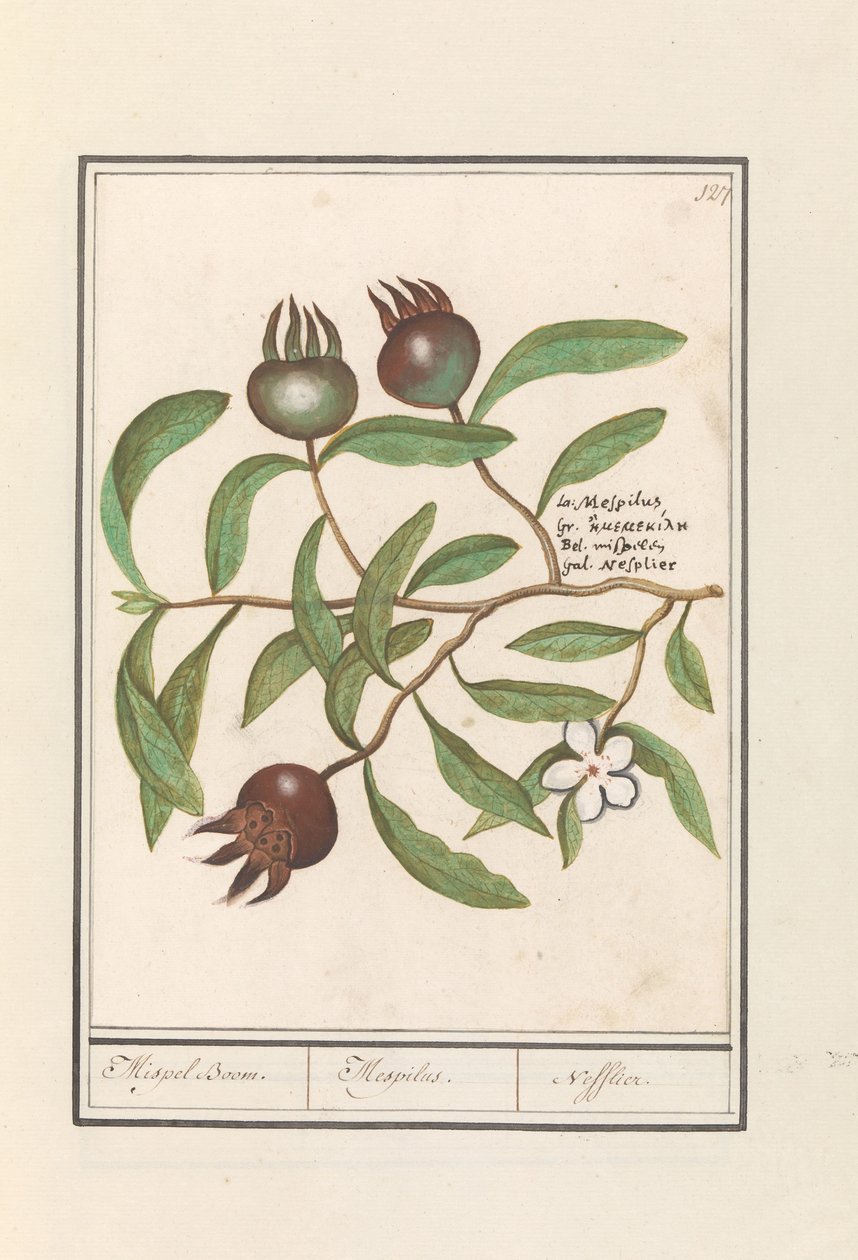المشملة (Mespilus germanica) شجرة المشملة. / Mespilus. / Nefflier (العنوان على الكائن) بواسطة Anselmus Boëtius de Boodt