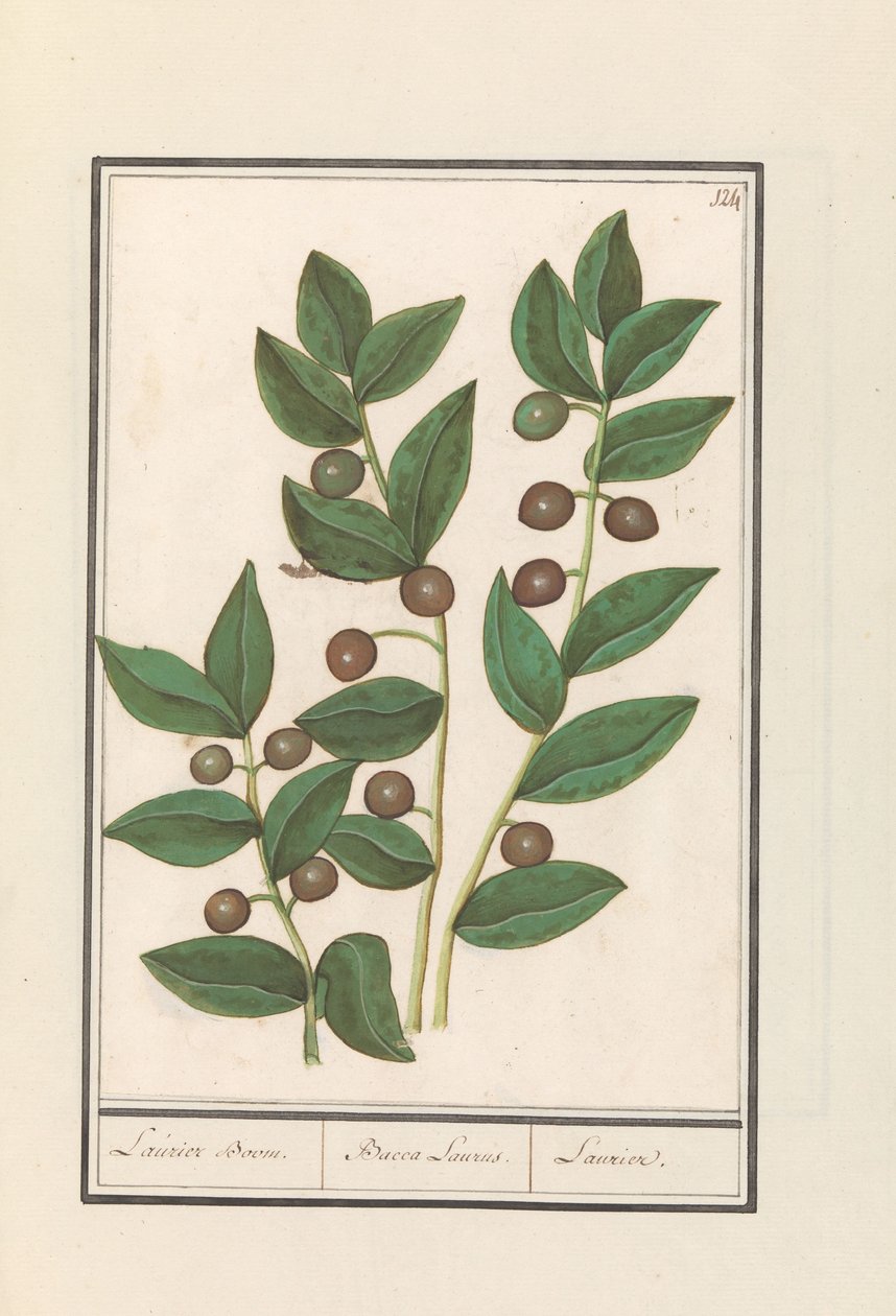 الزيتون (Olea europaea) شجرة الغار. / باكا لوروس. / لوريل (العنوان على الكائن) بواسطة Anselmus Boëtius de Boodt