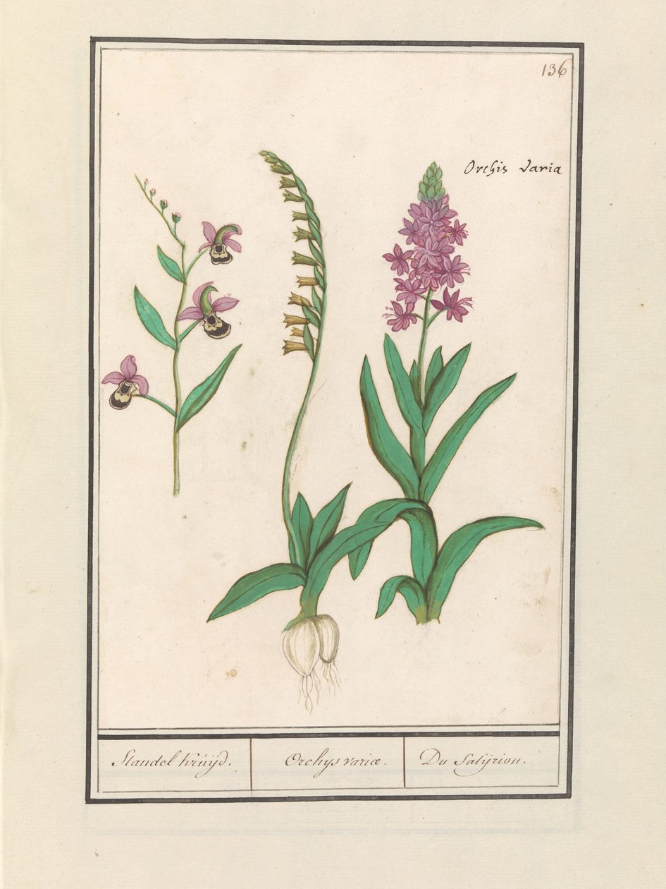 Orchidae (Orchidaceae) طواف Stendhal. / أوركيوس بدوره. / du satijrion. (الإجمالي على الكائن) بواسطة Anselmus Boëtius de Boodt