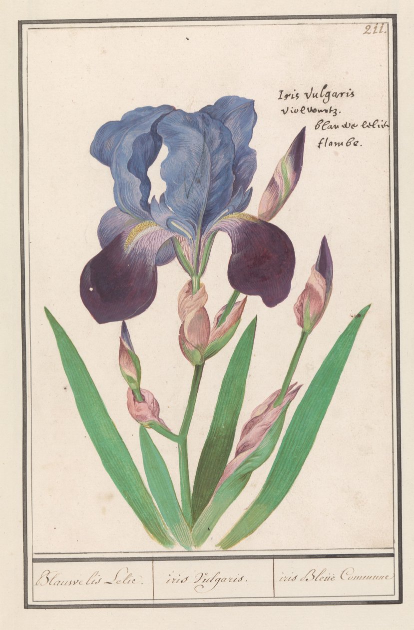 قزحية أرجوانية (Iris germanica) بلو إيريس ليلي. / قزحية فولغاريس. / iris Blue Commune (العنوان على الكائن) بواسطة Anselmus Boëtius de Boodt