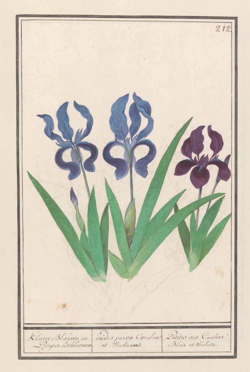 Paarse iris (Iris germanica) Kleene Blauwe en Puper lisbloemen / قوس قزح صغير بنفسجي وبنفسجي. / Petites irises Couleur Bleue et Violette (العنوان على الكائن) بواسطة Anselmus Boëtius de Boodt