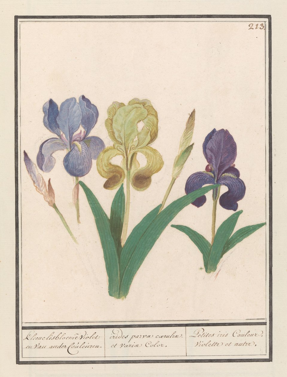 Paarse iris (Iris germanica) Kleene lisbloemen Violet en van ander Couleuren. / قوس قزح صغير من اللون الأزرق ومختلف الألوان. / Petite iris Couleur Violette et al. (العنوان على الكائن) بواسطة Anselmus Boëtius de Boodt