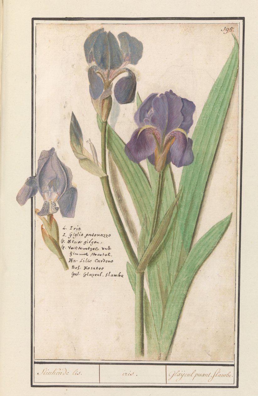 Paarse iris (Iris germanica) Stinkende lis. /قزحية. / النتن الزنجي. النيران. (العنوان على الكائن) بواسطة Anselmus Boëtius de Boodt