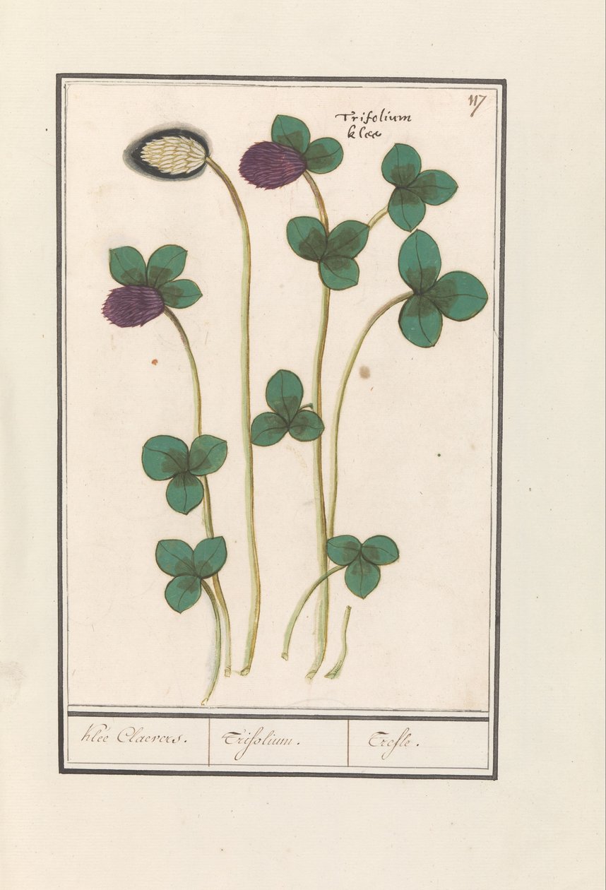 البرسيم الأحمر (Trifolium pratense) كلي كليفرز. / تريفوليوم. / Trefle (العنوان على الكائن) بواسطة Anselmus Boëtius de Boodt