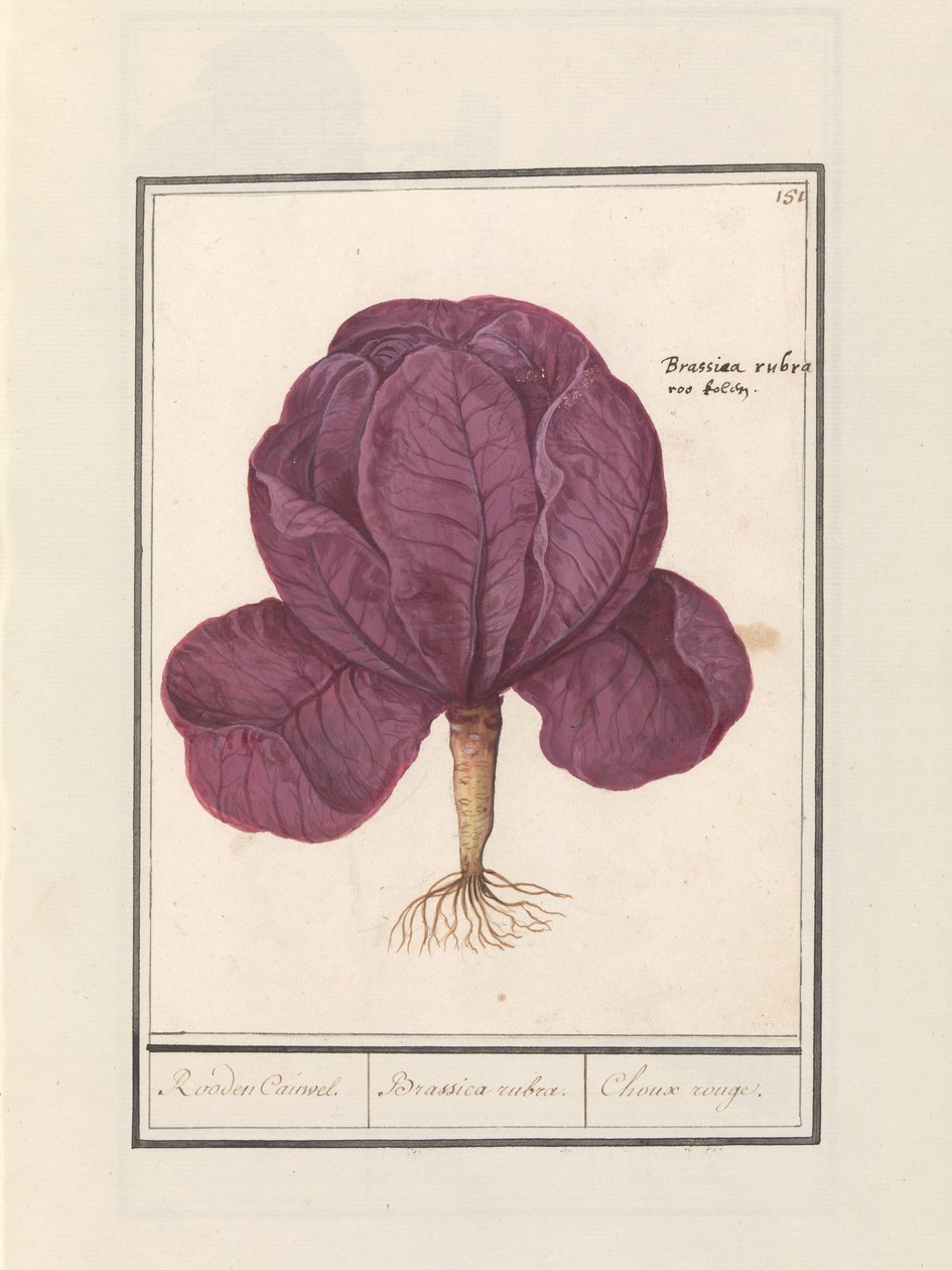 الملفوف الأحمر (Brassica oleracea convar. capitata var. rubra) الأحمر كاويل. / براسيكا روبرا. / Choux rouge (العنوان على الكائن) بواسطة Anselmus Boëtius de Boodt