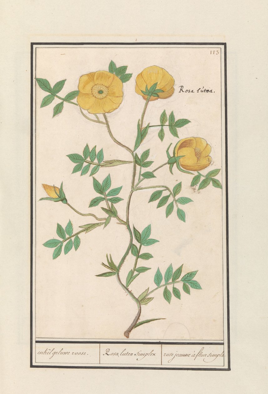 روز (روزا) بعض الوردة الصفراء. / Rosa lutea simplex / rose jeaune à fleur simple (العنوان على الكائن) بواسطة Anselmus Boëtius de Boodt