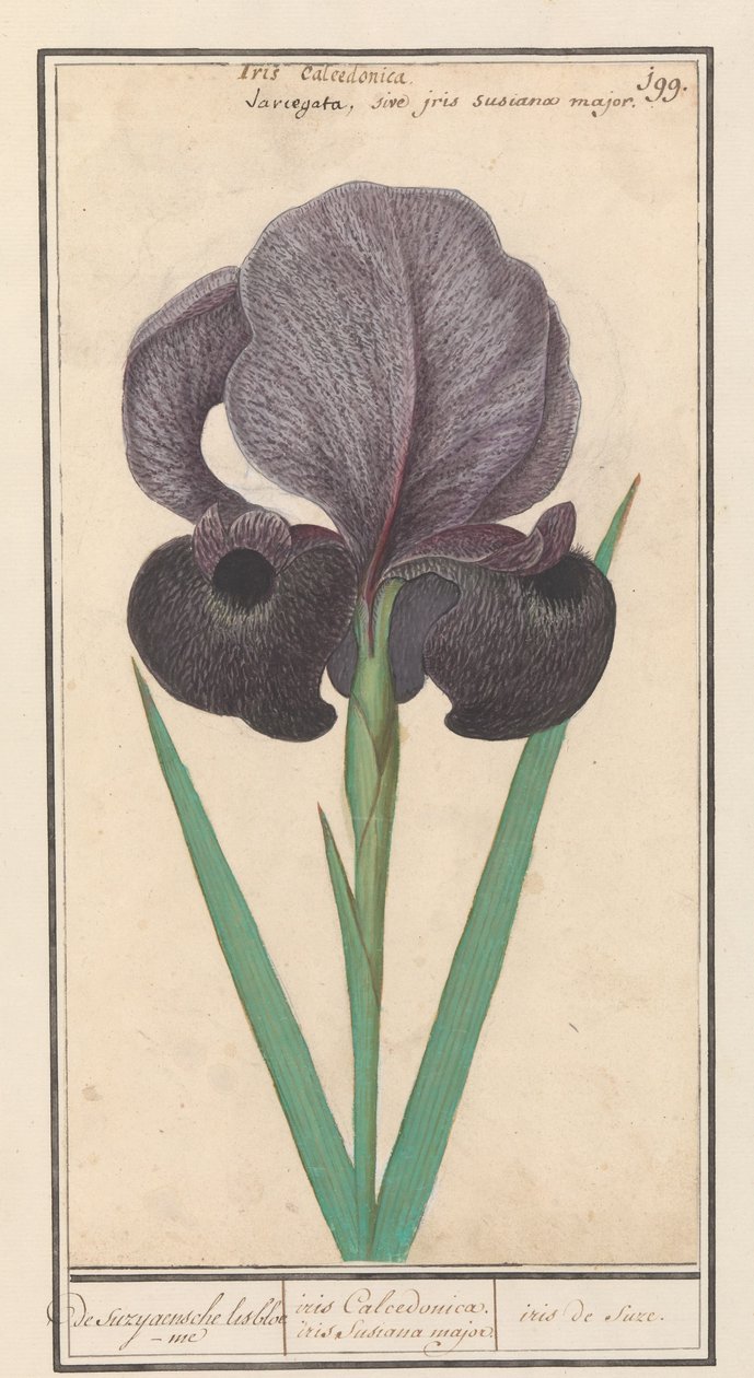 Rouw iris (Iris susiana) من suzyaensche lisbloeme / iris Chalcedonica. قزحية سوسيانا الكبرى. / سوز ايريس. (العنوان على الكائن) بواسطة Anselmus Boëtius de Boodt