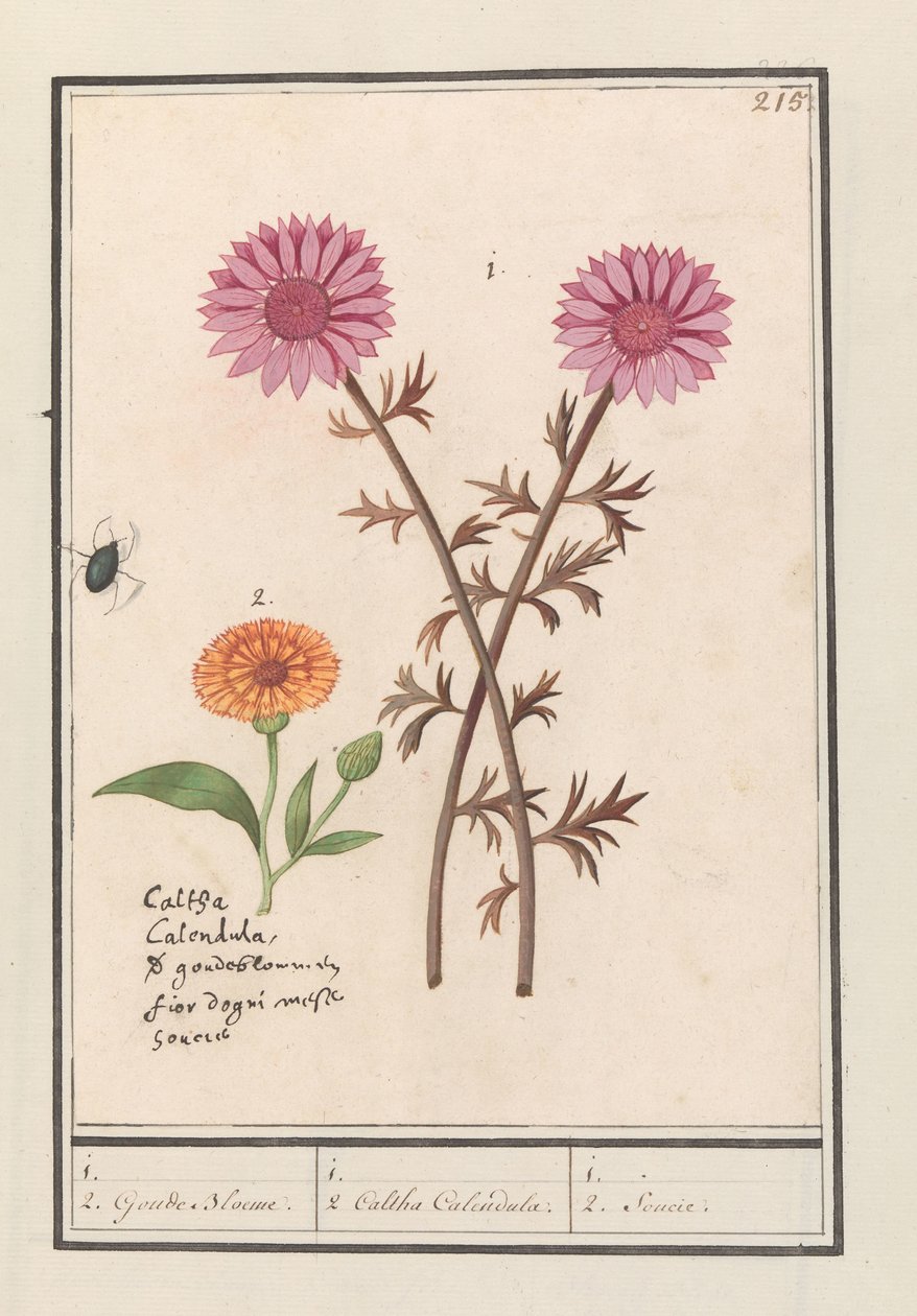 الزهرة الوردية (غير معروفة) والقطيفة (Calendula officinalis) 1. 2. الزهرة الذهبية. / 1. 2. كالثا آذريون. / 1. 2. Soucie. (العنوان على الكائن) بواسطة Anselmus Boëtius de Boodt