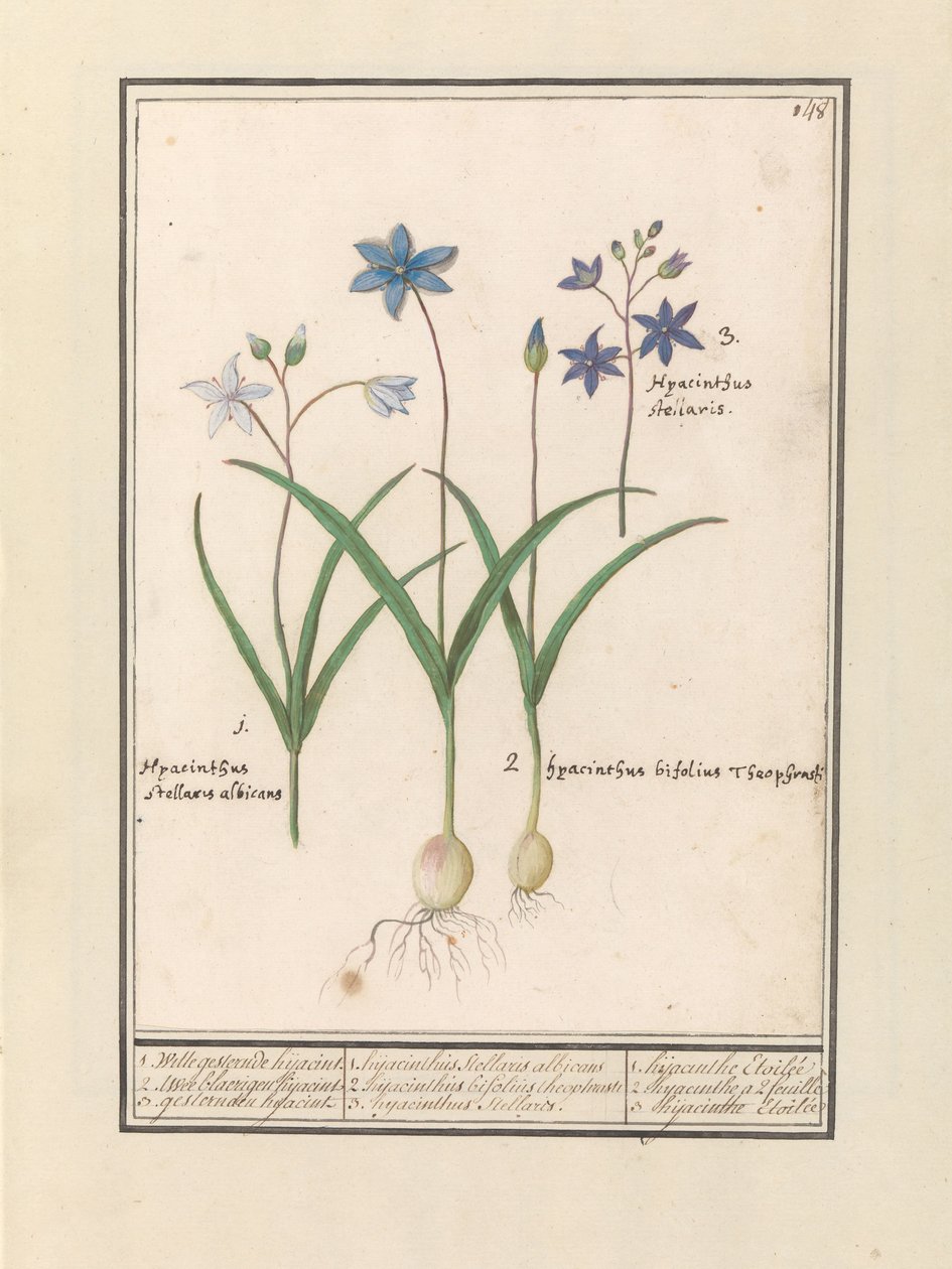 Sterhyacint (Scilla) 1. Witte هو jesterinde أمس. 2. Twee blaerigen hijacint. 3. خطفوا أمس. / 1. Hyacinthus Stellaris albicans 2. Hyacinthus bifolius Theophrastus 3. Hyacinthus Stellaris. / 1. صفير إتويلي 2. صفير a 2 feuille 3 hijac بواسطة Anselmus Boëtius de Boodt