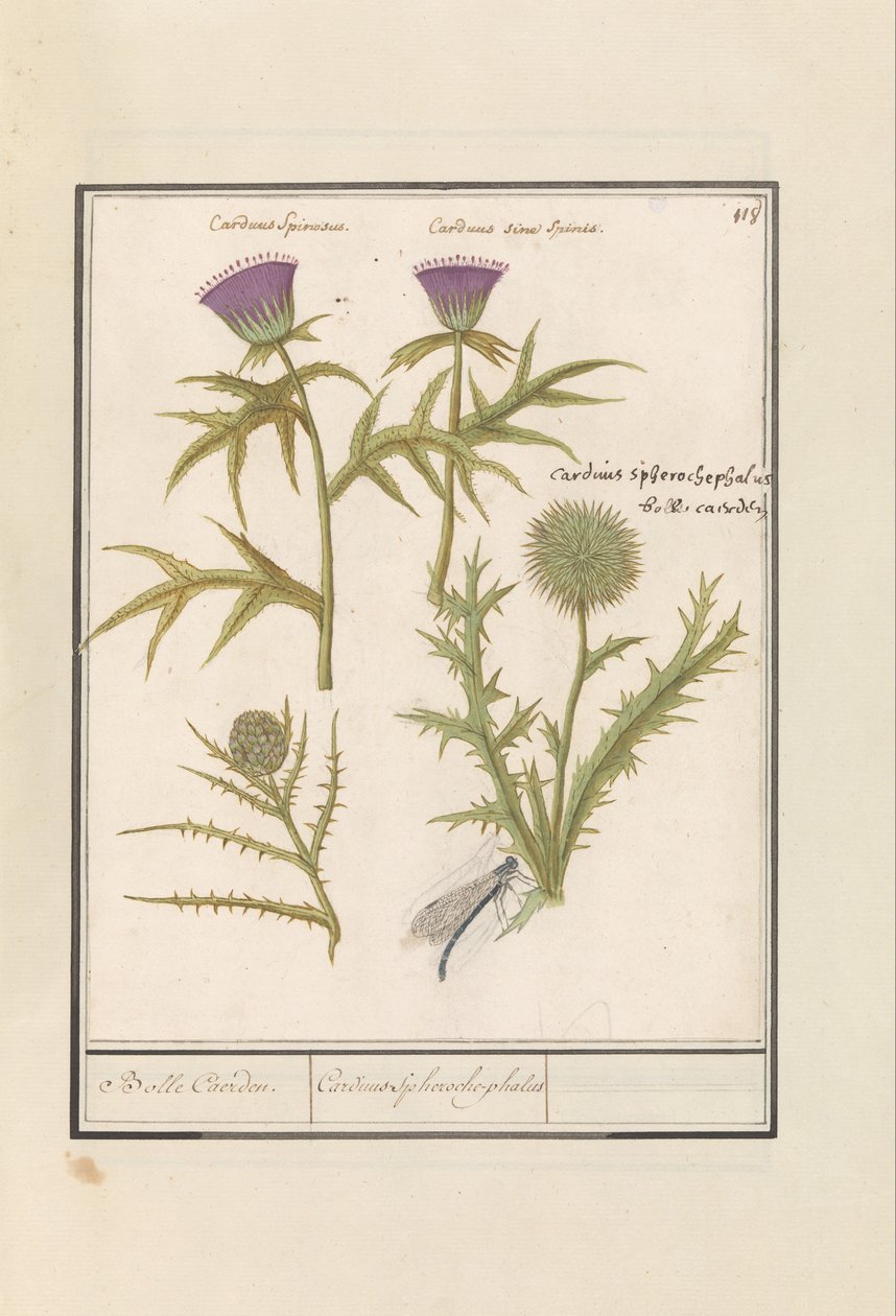 الشوك (Carduus) والخرشوف (Cynara cardunculus) Distel (Thistle) en artisjok (Cynara cardunculus) بول كايردين / Cardius Spheroche-phalus (العنوان على الكائن) بواسطة Anselmus Boëtius de Boodt