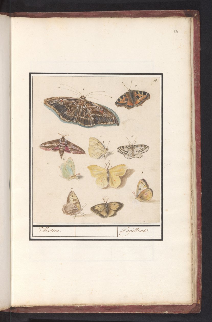 الفراشات والعث العث. / Papillons (العنوان على الكائن) بواسطة Anselmus Boëtius de Boodt