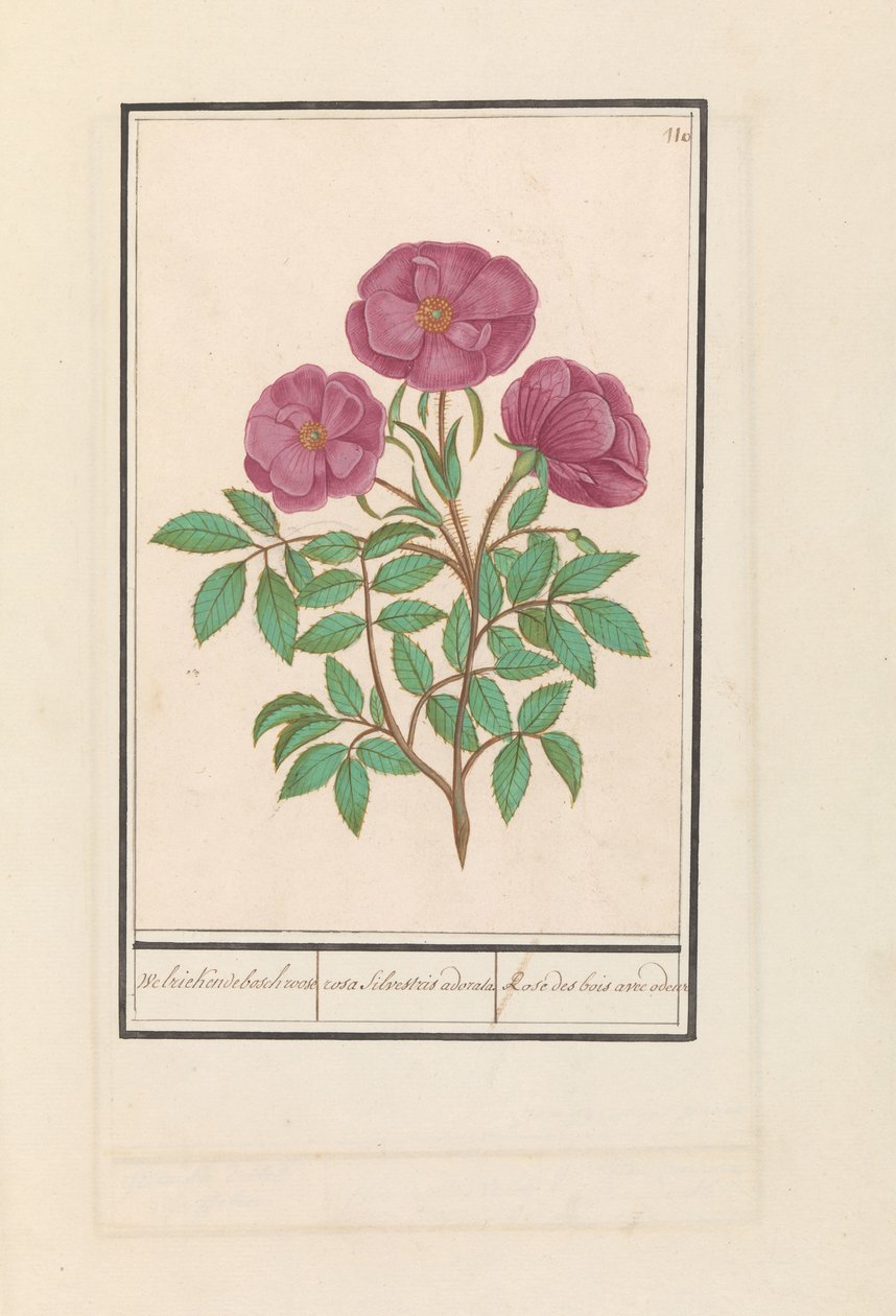 وايلد روس (روزا) Welriekende bosch roose / rosa silverstris adorata. / وردة الغابة مع الرائحة (العنوان على الكائن) بواسطة Anselmus Boëtius de Boodt