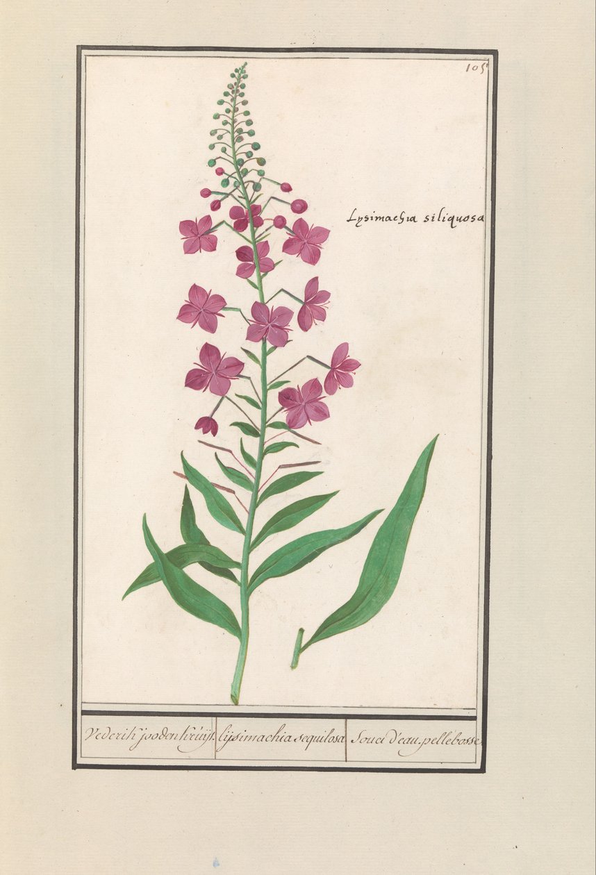 فايرويد (تشاميريون أنجستيفوليوم) يهود ويديريك كروجت. / lysimachia Sequilosa / Souci d