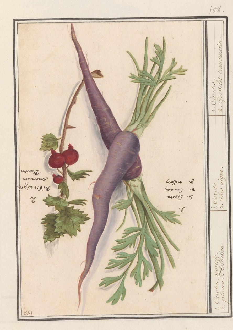 Wortel (Daucus carota) في rode bes (Ribes rubrum) 1. كاروتين ، نبتة. 2. طائرة البسين / 1. كاروتا. 2. أضلاعه نيجرا. / 1. كاروتيس. 2. Goisselet ترانسارين. (العنوان على الكائن) بواسطة Anselmus Boëtius de Boodt