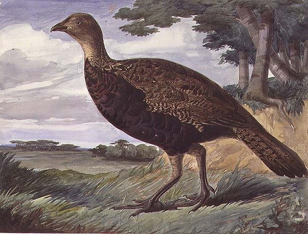 الدراج و Greyhen Hybrid (ألوان مائية على ورق) بواسطة أنتوني فريدريك أوغسطس سانديز