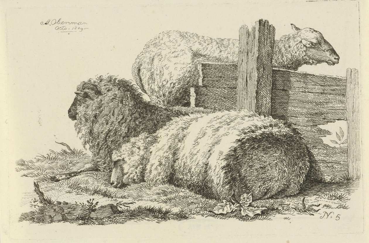 الكذب الغنم والكبش دراسات الأبقار والأغنام والماعز (عنوان السلسلة) بواسطة أنتوني أوبرمان