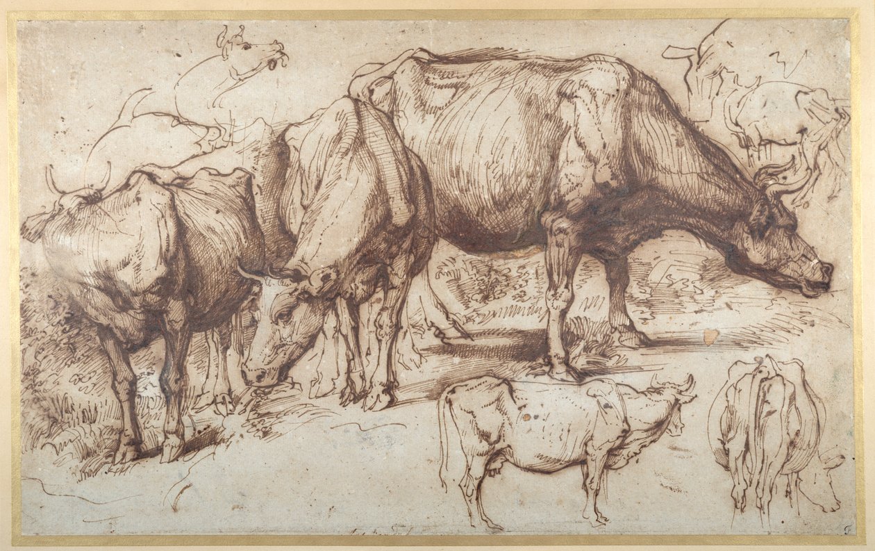 Cattle in Pasture, c.1618-20 (pen & ink with wash on paper) بواسطة أنتوني فان ديك