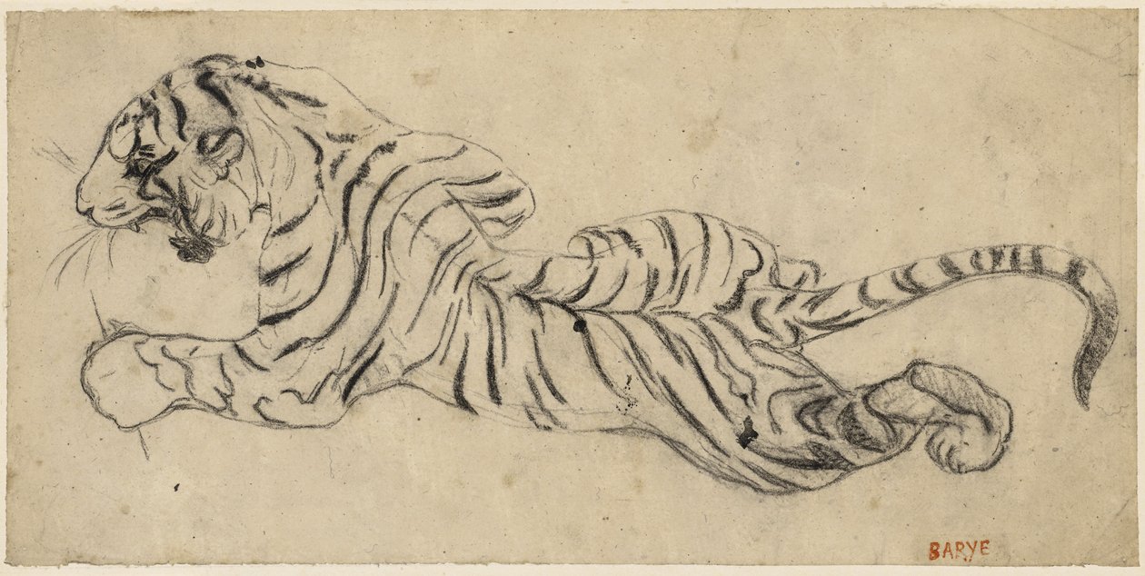Tigre (Tiger) ، c.1835 (طباشير أسود على ورق استشفاف ، مثبت على اللوحة) بواسطة أنطوان لويس باري