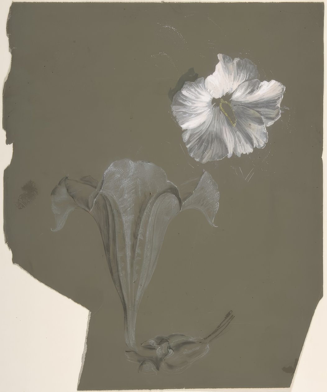 A Study of Two White Lilies بواسطة أنطوان برجون