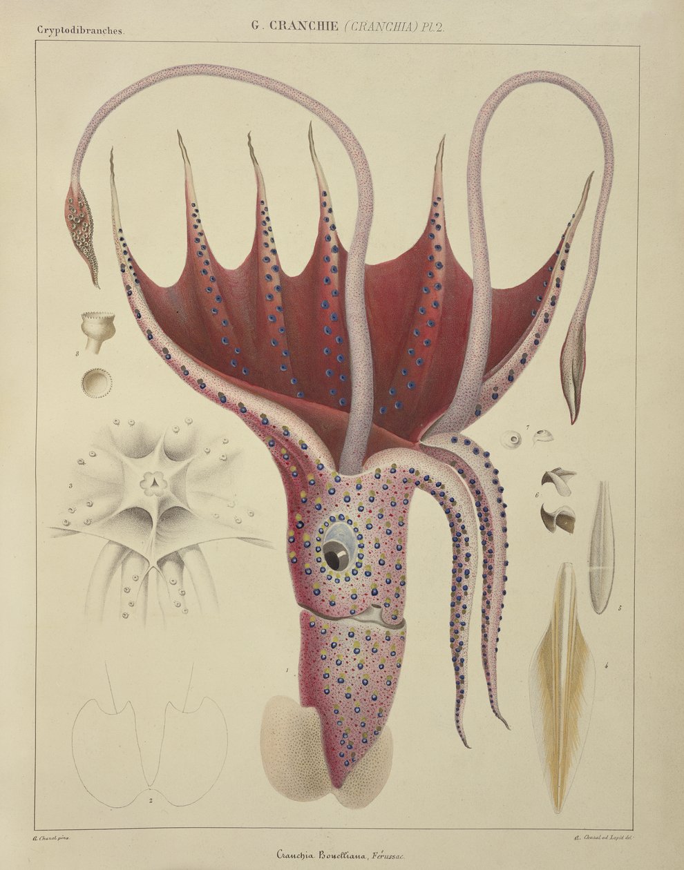 الحبار ، Pl.2 من "Histoire Naturelle Generale et Particuliere des Cephalopodes Acetabuliferes" ، حانة. بواسطة Ferussac und D&39;Orbigny ، باريس ، 1835-1848 ، بواسطة انطوان شزال