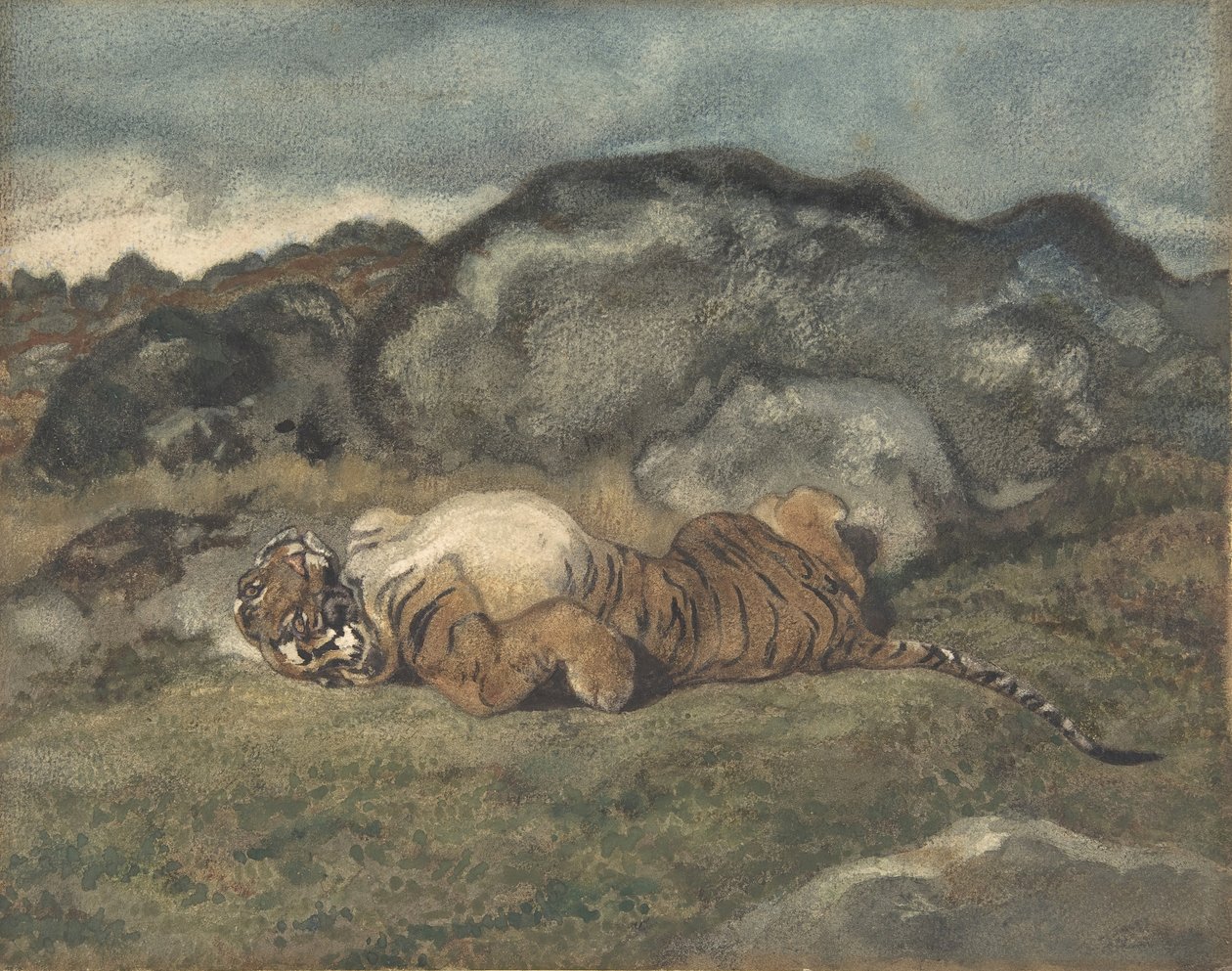 النمر يتدحرج على ظهره ، 1810-1875. بواسطة أنطوان لويس باري