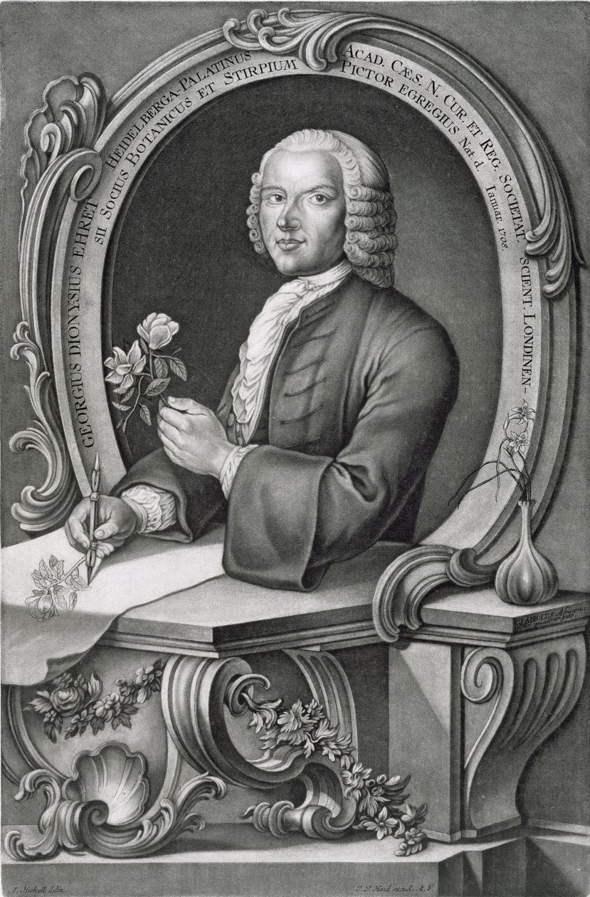 صورة لجورج ديونيسيوس إهريت (1710-1770) محفورة من قبل يوهان جاكوب هيد (1704-67) بواسطة انطون هيكل