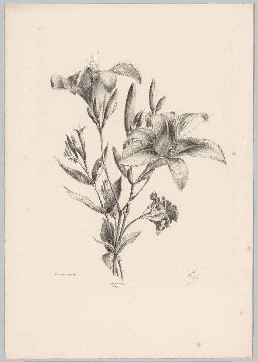 Twee Lilies Bloem en Fruit Studien (...] الحلقة العاشرة (عنوان المسلسل) بواسطة انطون فايس