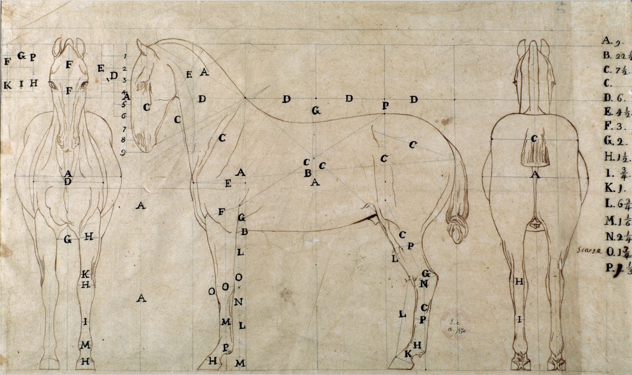 Study for a horse for an equestrian monument (drawing بواسطة انطونيو كانوفا