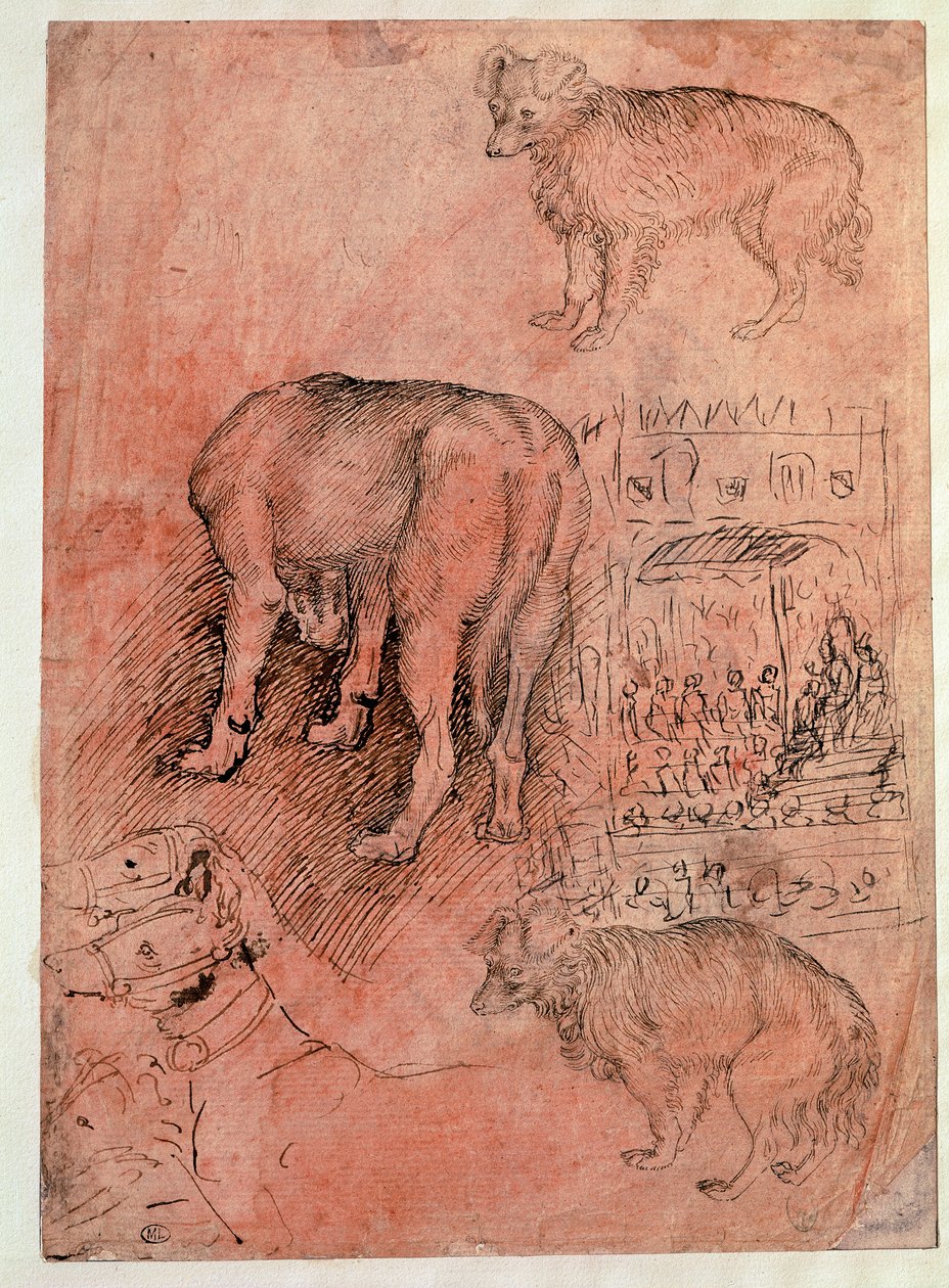 دراسات الكلاب. حلقة أوليك. رسم أنطونيو بيسانو ديت إيل بيسانيلو (1380-1455) بواسطة أنطونيو بيسانيلو