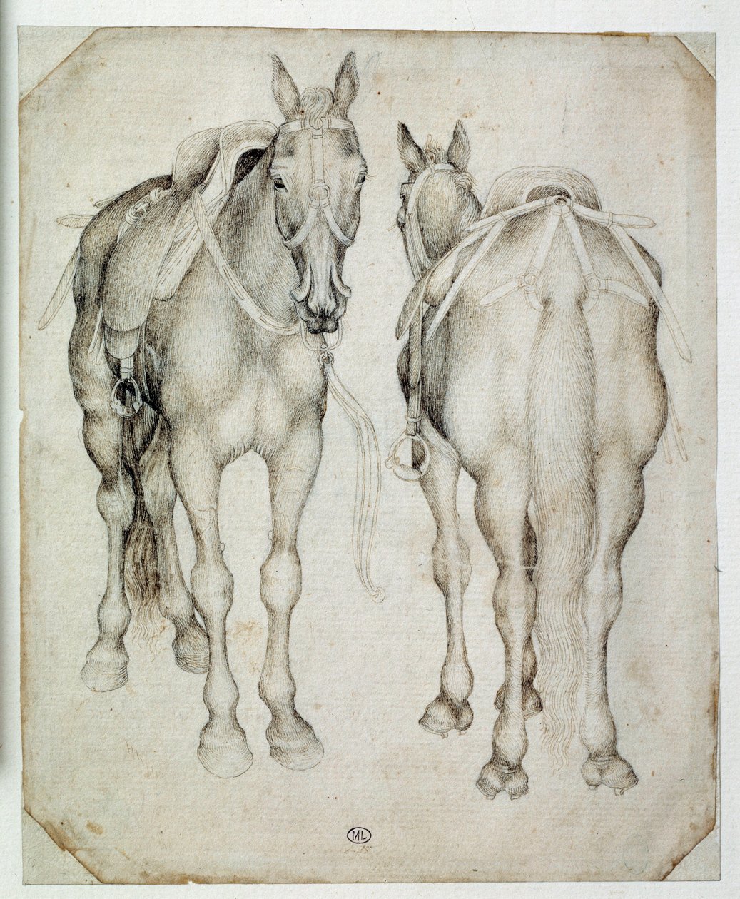 حزامان ، شوهد ثلاثة أرباع ، أحدهما من الأمام والآخر من الخلف. رسم بيسانو أنطونيو دي بوتشيو ديت بيسانيلو (1395-1455) بواسطة أنطونيو بيسانيلو