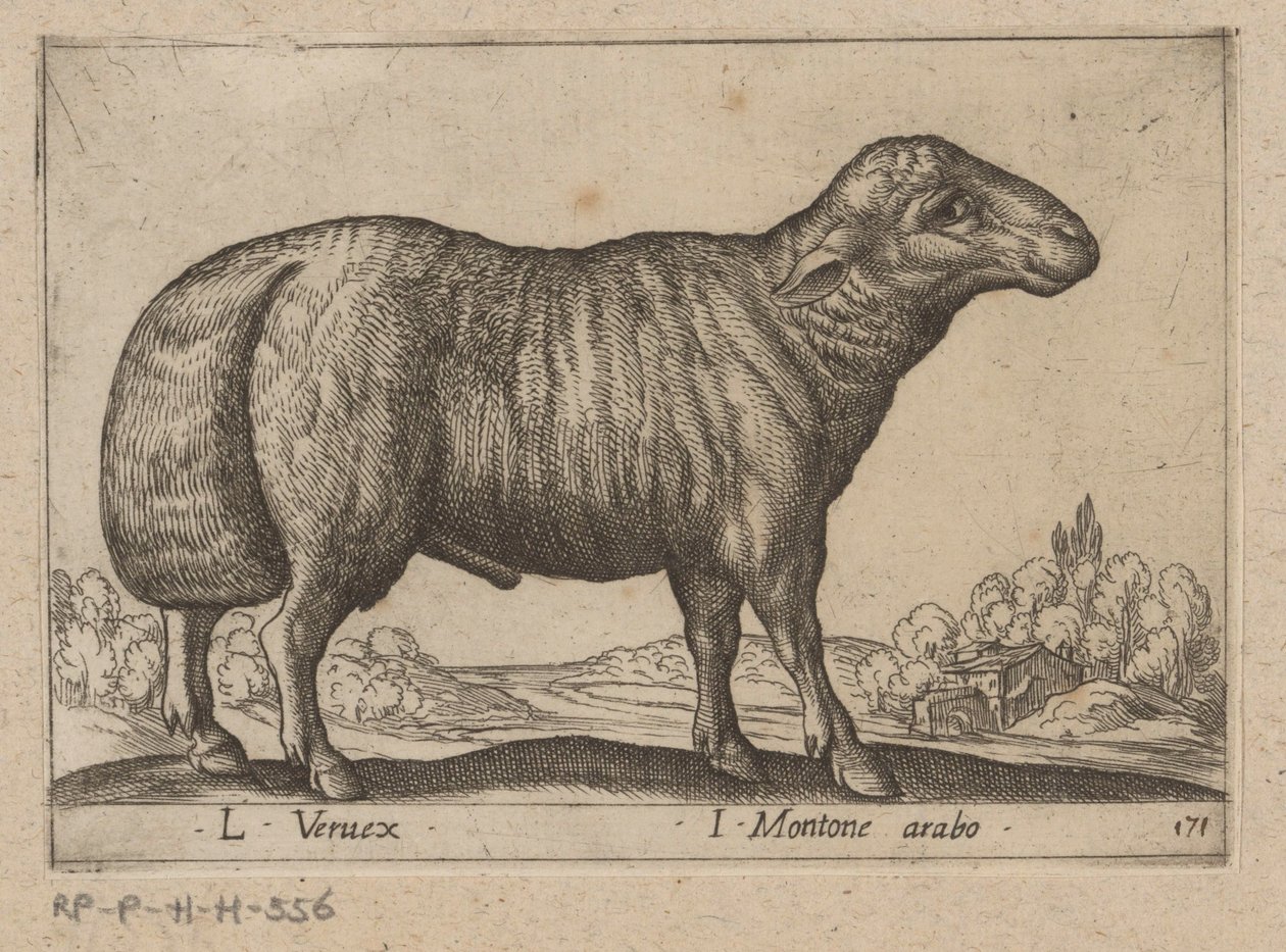 شواب عربي L Veruex / I Montone arabo (العنوان على الكائن) Dieren en fablewezens (عنوان المسلسل) مجموعة جديدة من أكثر الحيوانات فضولاً في العالم (عنوان المسلسل) بواسطة انطونيو تمبيستا