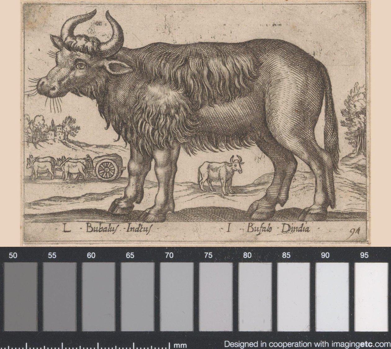 الجاموس L Bubalus Indicus / I Bufola Dindia (العنوان على الكائن) Dieren en fablewezens (عنوان المسلسل) مجموعة جديدة من أكثر الحيوانات فضولاً في العالم (عنوان المسلسل) بواسطة انطونيو تمبيستا