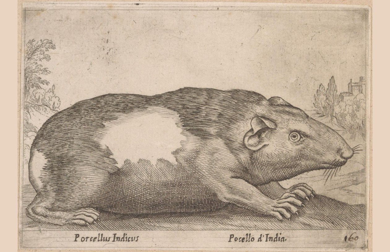كافيا Pocellus d