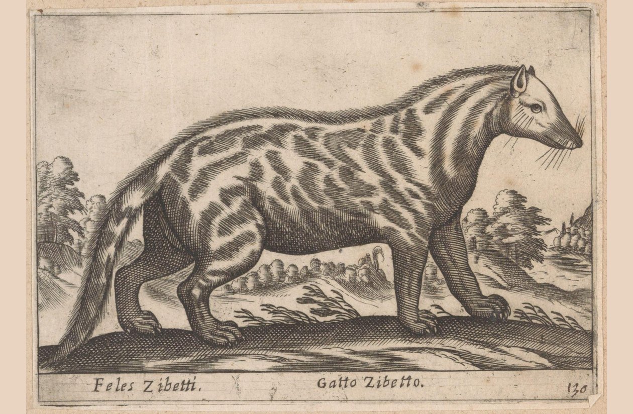 سيفتكات Feles Civets / Civet Cat (العنوان على الكائن) Dieren en fabelwezens (عنوان المسلسل) مجموعة جديدة من أكثر الحيوانات فضولاً في العالم (عنوان المسلسل) بواسطة انطونيو تمبيستا