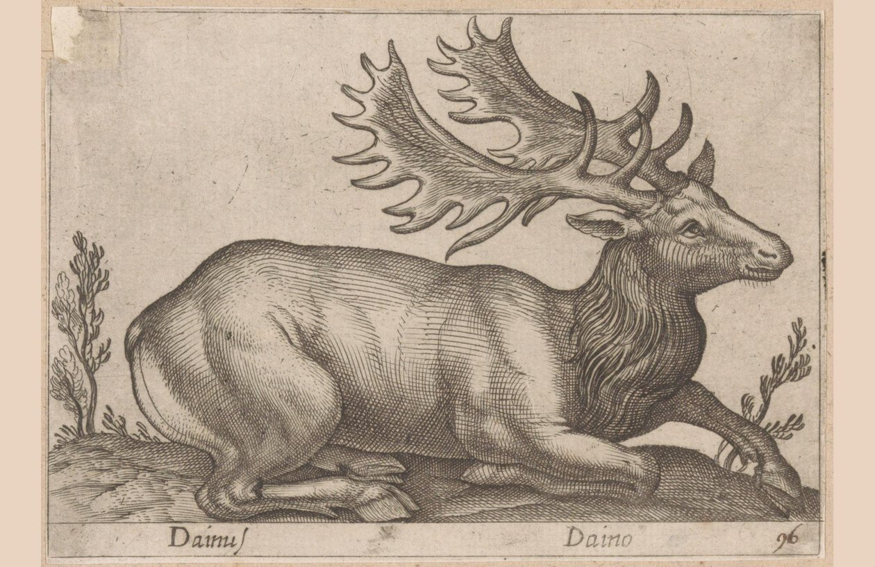 دامتارت Dainus / Daino (العنوان على الكائن) Dieren en fabelwezens (عنوان المسلسل) مجموعة جديدة من أكثر الحيوانات فضولاً في العالم (عنوان المسلسل) بواسطة انطونيو تمبيستا